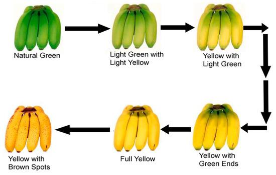 How Can Ethylene and CO₂ Sensors Optimize Fruit Ripening Gas Monitoring?
