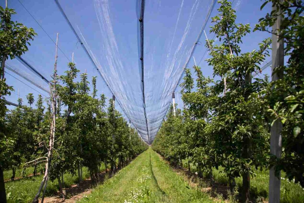 How Can Ethylene and CO₂ Sensors Optimize Fruit Ripening Gas Monitoring?