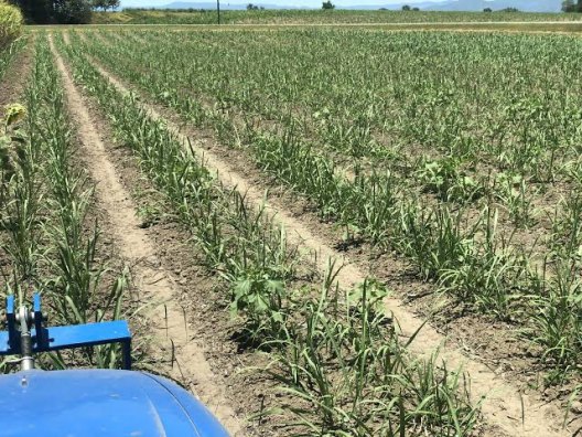 nitrogen cycling and efficiency