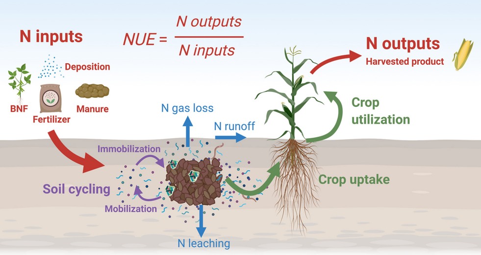 use of agriculture nitrogen